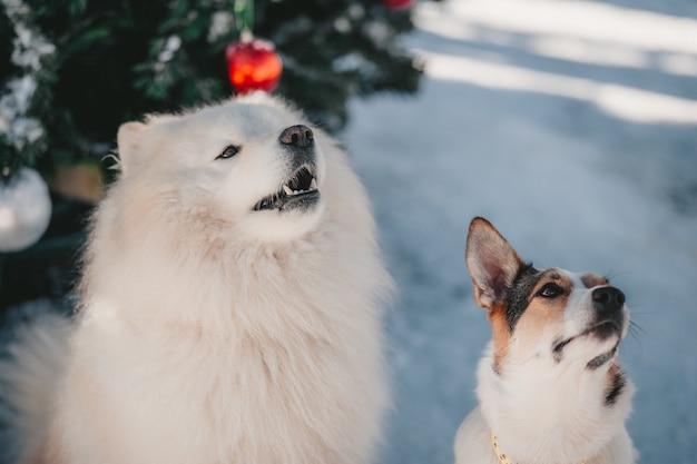 Perro Samoyedo con su amigo en paseo de invierno