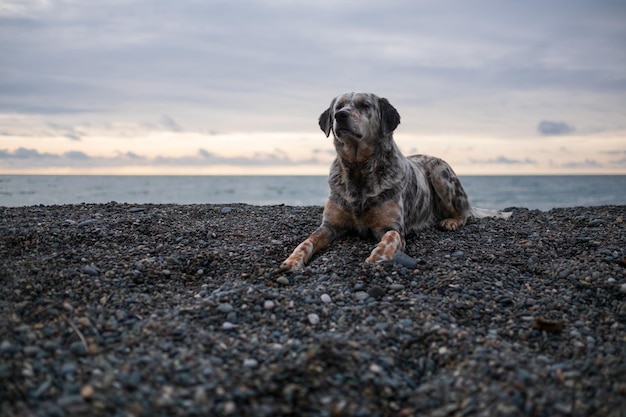 Un perro sano y en forma descansando en una playa