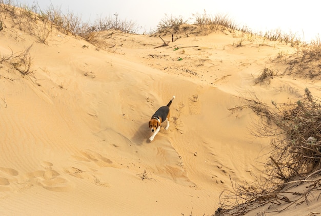 Un perro sano y en forma de pie en una playa desierta