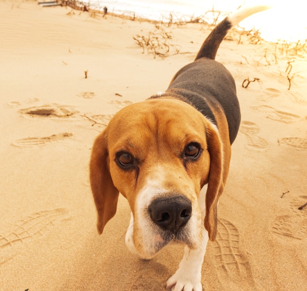 Un perro sano y en forma de pie en una playa desierta