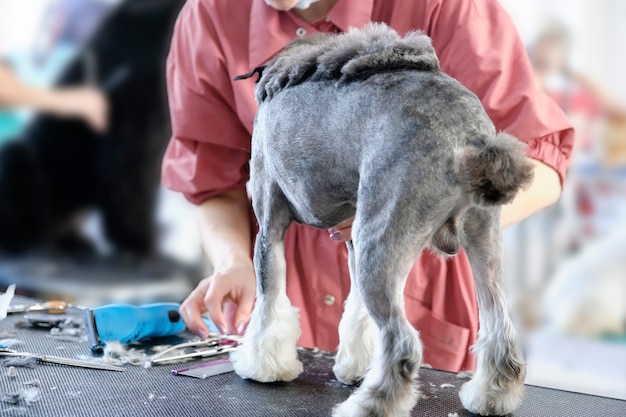 Un perro schnauzer durante un corte de pelo en una competencia de peluquería.