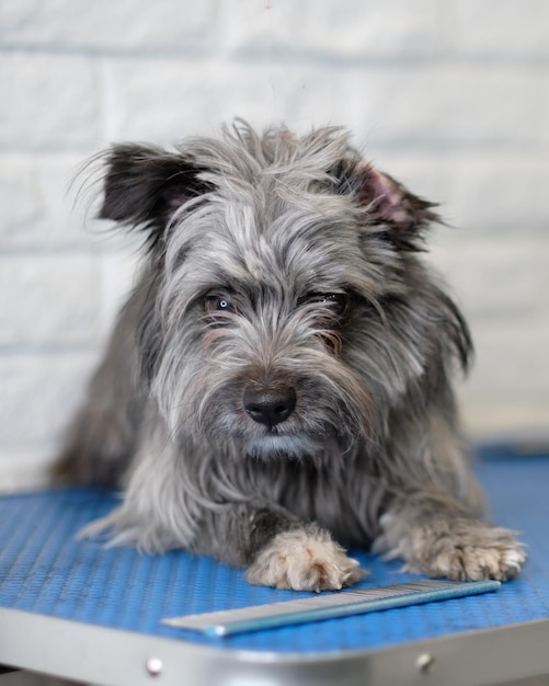 Un perro Schnauzer crecido para recortar en un salón de perros