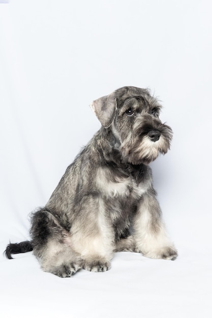 Perro schnauzer gris blanco se sienta y mira hacia arriba en un marco vertical de fondo blanco Triste cachorro schnauzer miniatura Retrato de primer plano de un perro sobre un fondo blanco