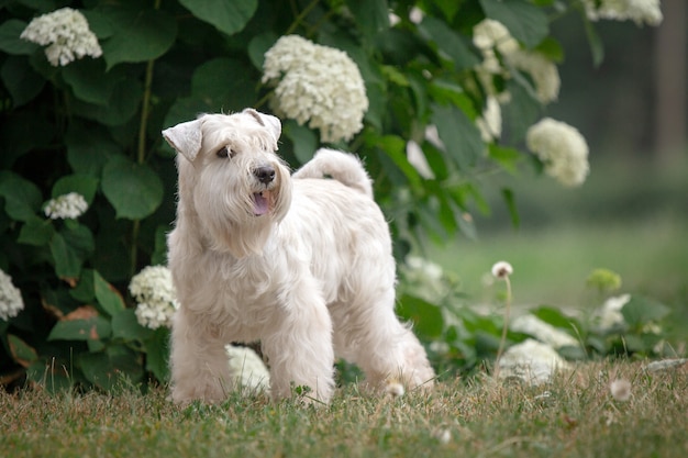 Perro schnauzer miniatura blanco impresionante al aire libre