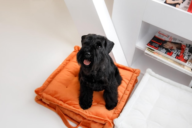 Perro Schnauzer miniatura o Zwergschnauzer interior