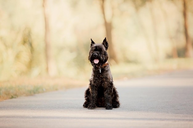 Perro Schnauzer miniatura en el parque de otoño