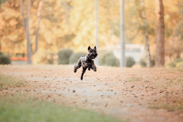 Perro Schnauzer miniatura en el parque de otoño