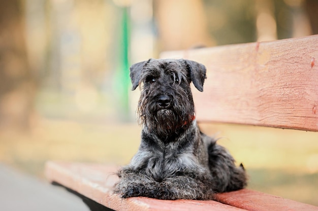 Perro Schnauzer miniatura en el parque de otoño