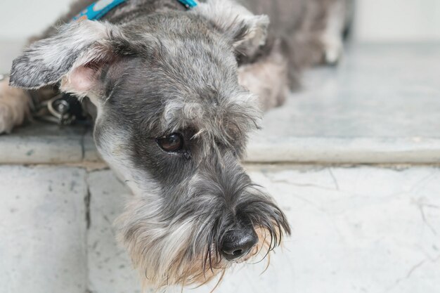 Perro del schnauzer del primer que miente en la silla de mármol delante de la casa