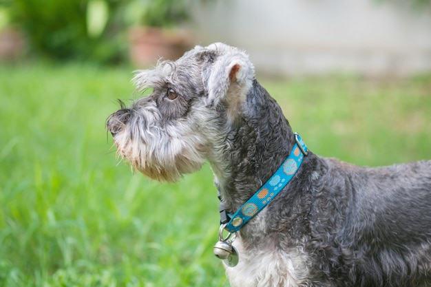 Perro del schnauzer del primer que mira en piso borroso de la hierba delante del fondo de la opinión de la casa