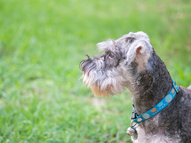 Perro del schnauzer del primer que mira en piso borroso de la hierba