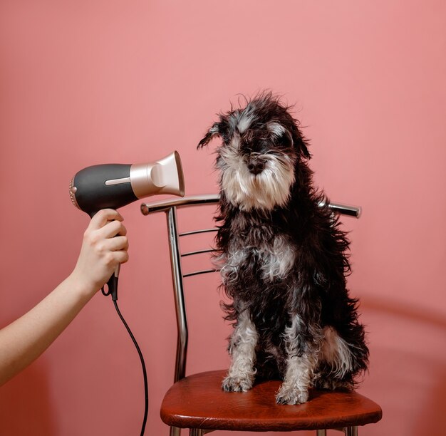 Perro schnauzer sobre fondo rosa y secador de pelo en mano femenina