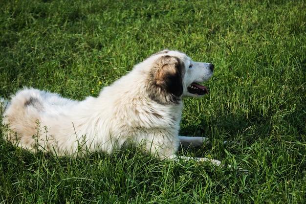 Perro semi-blanco en el campo en primavera