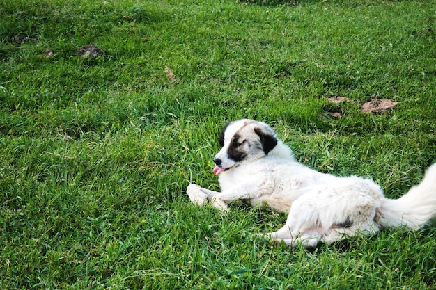 Perro semi-blanco en el campo en primavera