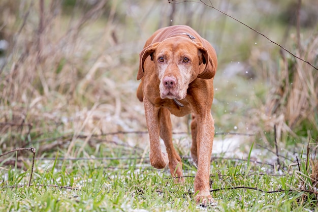 Perro señalador Vizsla de pelo corto húngaro en el bosque