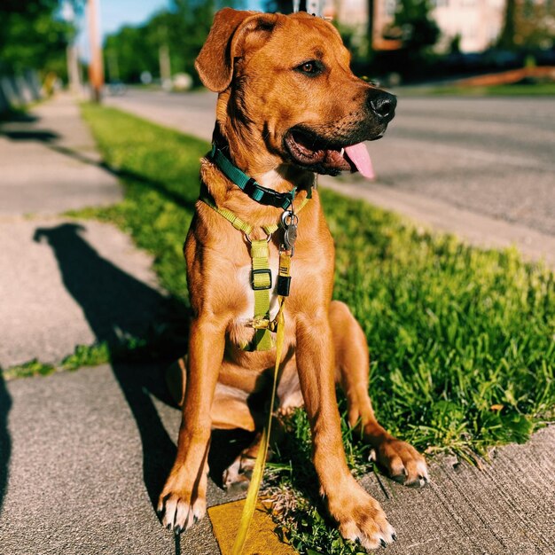 Foto perro sentado en la acera