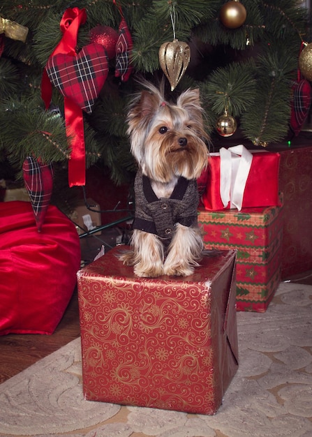 Foto perro sentado bajo el árbol de año nuevo