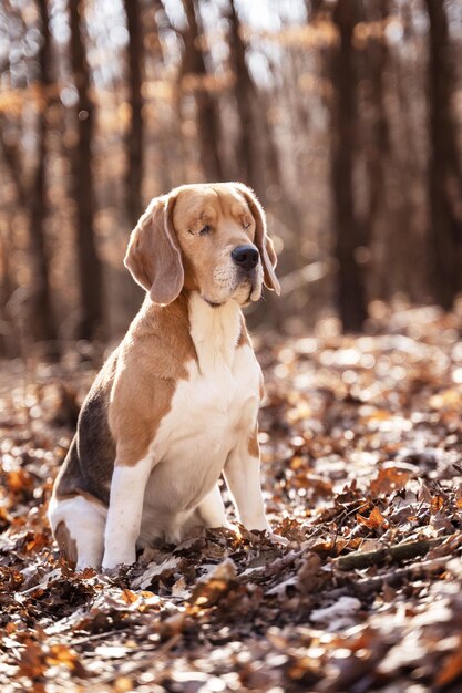 Foto perro sentado en un bosque