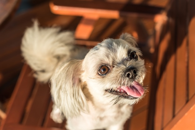 Perro sentado en la cafetería mirando algo