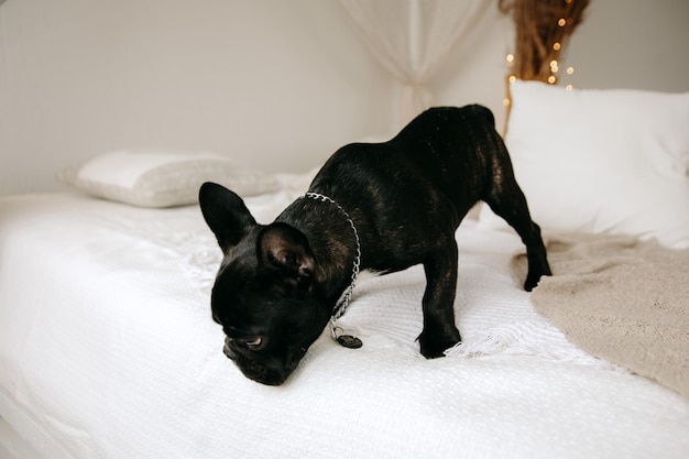 perro sentado en la cama bulldog francés