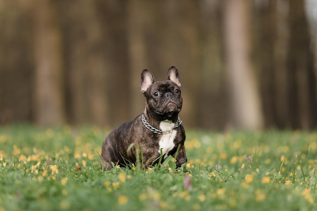 Un perro sentado en un campo de flores.