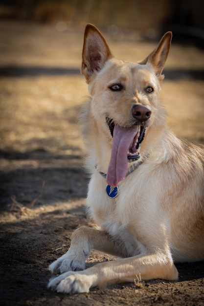 Foto perro sentado en el campo con la lengua larga