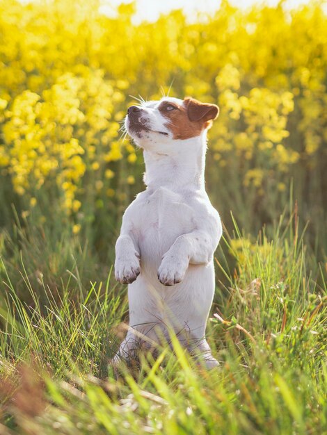 Foto perro sentado en el campo