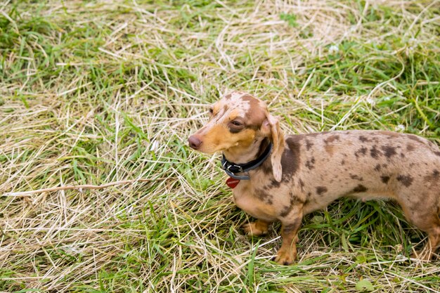 Foto perro sentado en el campo