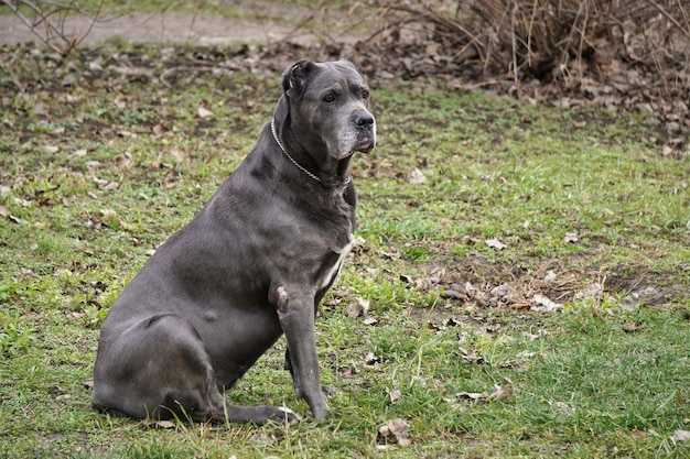 Perro sentado en el campo