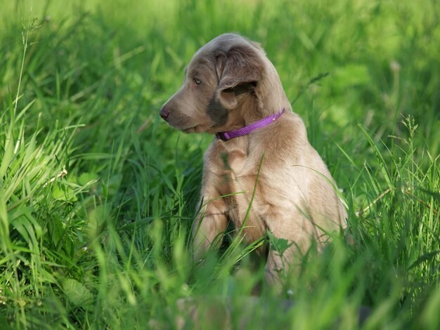 Foto perro sentado en el campo