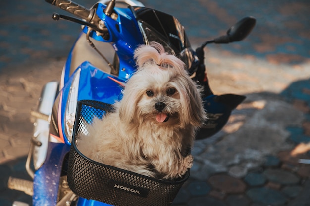 Perro sentado en la cesta de una motocicleta en la calle