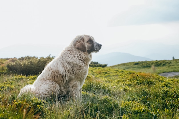 Perro sentado en la colina verde en verano