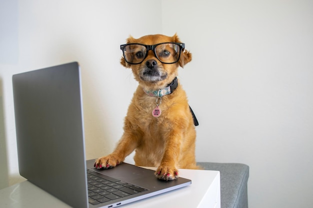 perro sentado en la computadora portátil