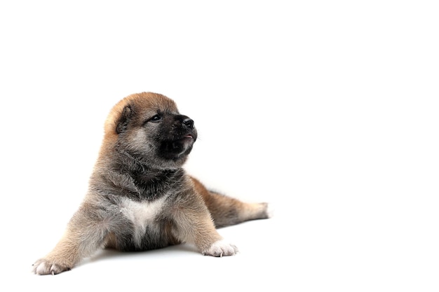 Foto perro sentado contra un fondo blanco