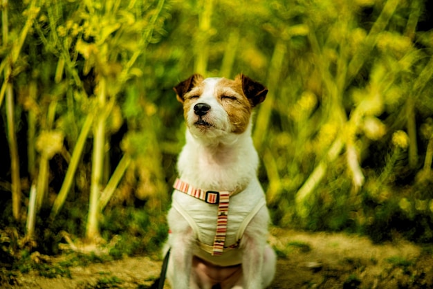 Perro sentado contra las plantas