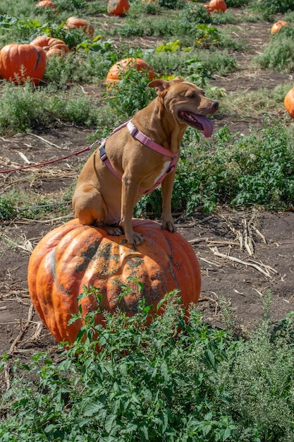 Perro sentado encima de una calabaza en un huerto de calabazas