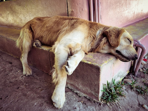 Perro sentado esperando al jefe