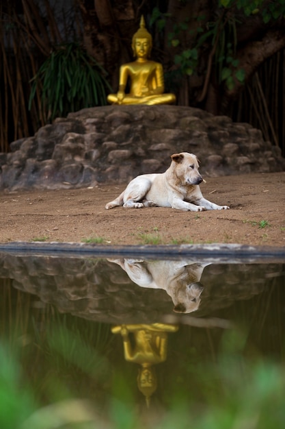 Perro sentado en la estatua de Buda en el templo de Wat Pan Tao