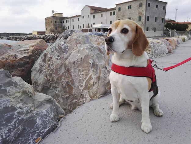 Foto perro sentado en una estructura construida contra el cielo