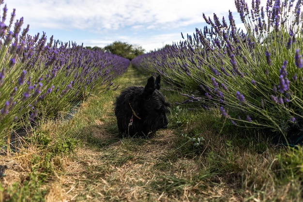 perro sentado entre hileras de lavanda