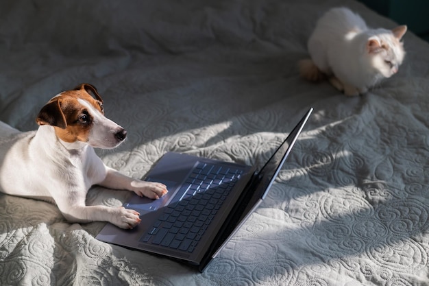 Perro sentado junto a la computadora portátil en la cama