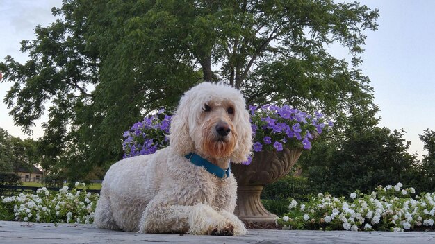 Perro sentado junto a una olla de flores contra un árbol en el jardín