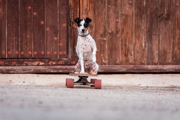 El perro sentado en un longboard. Paseos de mascotas, aprende a patinar en el parque. Copie el espacio.