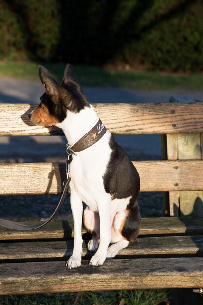 Foto perro sentado en la madera