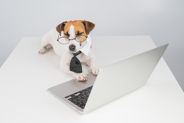 Perro sentado en la mesa