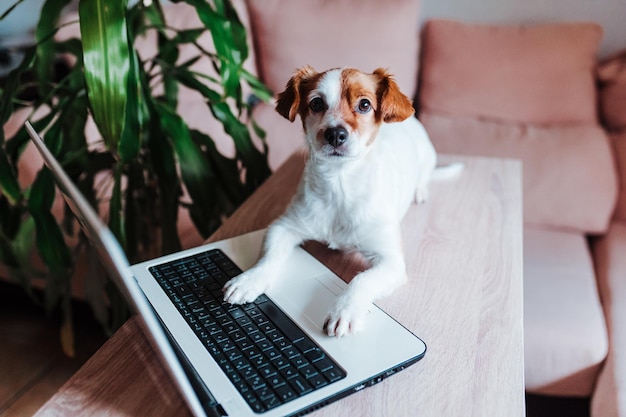 Perro sentado en la mesa