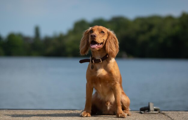 Perro sentado en el muelle sobre el lago