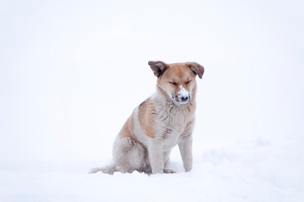 Perro sentado en la nieve Tiene nieve en la nariz