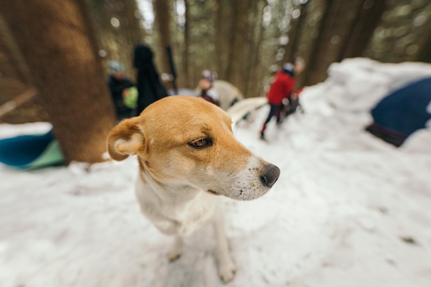 un perro sentado en la nieve