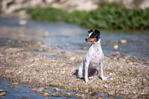 Perro sentado en la orilla del río